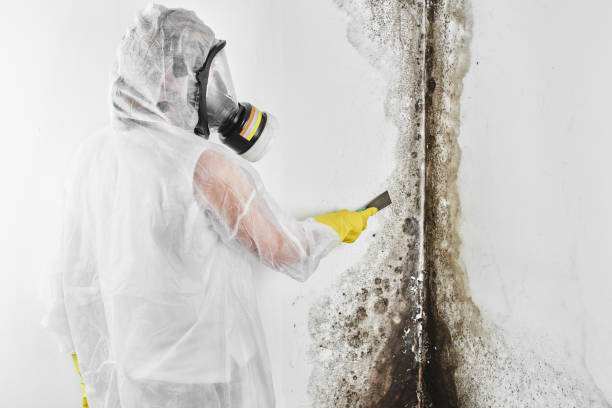 Best Emergency Mold Removal  in Camp Point, IL