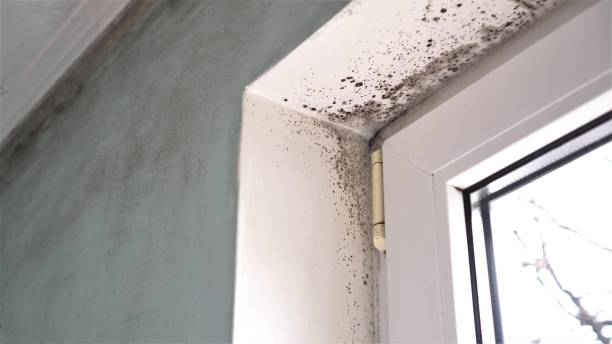 Best Mold Removal Near Me  in Camp Point, IL