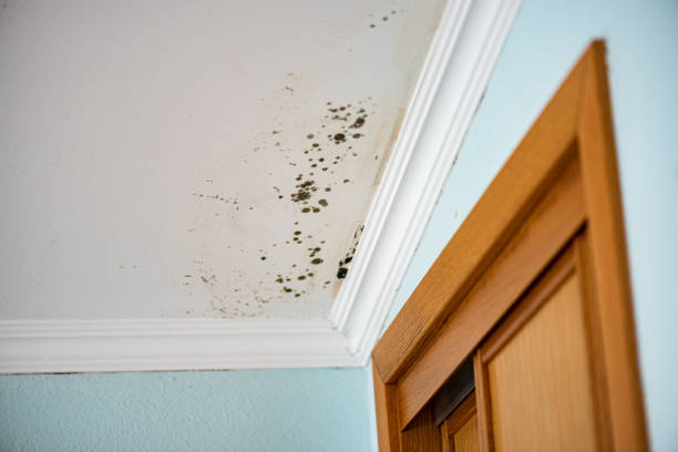 Best Home Mold Removal  in Camp Point, IL