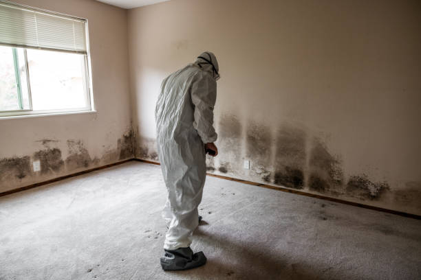 Best Mold Cleaning Services  in Camp Point, IL