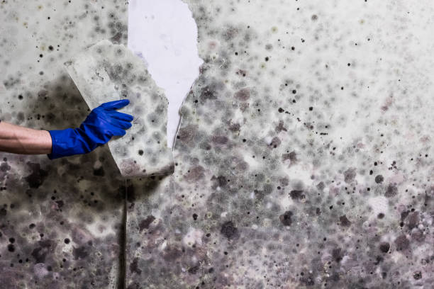 Best Mold Damage Repair  in Camp Point, IL