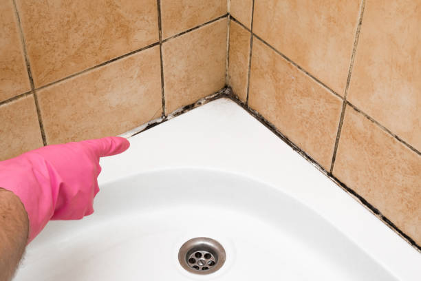 Professional Mold Removal in Camp Point, IL